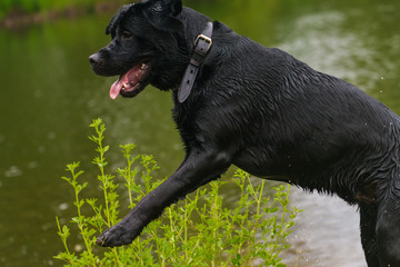 big black dog labrador