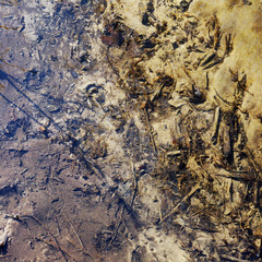 The sandy bottom of a clean forest creek is covered with rotten leaves and twigs.