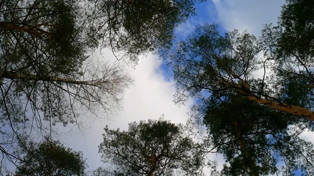 View on tree crones from the ground