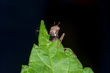 Brown monkey short horned grasshopper (Arthropoda: Insecta: Orthoptera: Chorotypidae: Erianthus...