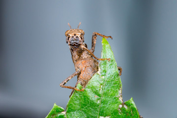 Brown monkey short horned grasshopper (Arthropoda: Insecta: Orthoptera: Chorotypidae: Erianthus...
