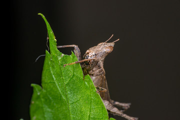 Brown monkey short horned grasshopper (Arthropoda: Insecta: Orthoptera: Chorotypidae: Erianthus versicolor) behind a green leaf playing hide and seek showing its head isolated with black background