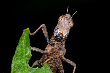 Brown monkey short horned grasshopper (Arthropoda: Insecta: Orthoptera: Chorotypidae: Erianthus...