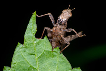 Brown monkey short horned grasshopper (Arthropoda: Insecta: Orthoptera: Chorotypidae: Erianthus versicolor) behind a green leaf playing hide and seek showing its head isolated with black background