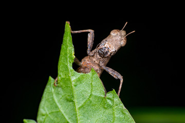 Brown monkey short horned grasshopper (Arthropoda: Insecta: Orthoptera: Chorotypidae: Erianthus versicolor) behind a green leaf playing hide and seek showing its head isolated with black background
