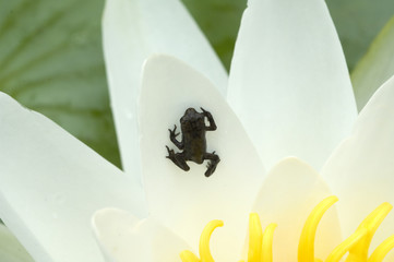Grasfrosch, Jungtier, Seerose; Nymphaea, alba
