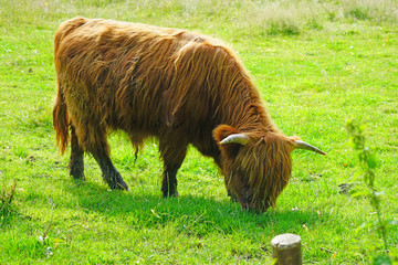Brown hairy Highland cow in Scotland