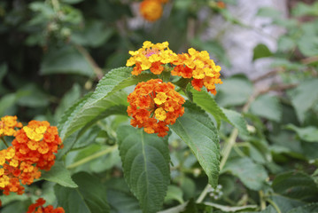 Common Lantana (Lantana camara) orange flowers blossom.