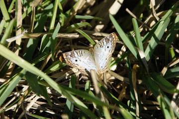 Hummingbird, Everglades