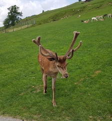 Rothirsch, Cervus elaphus, Rotwild, Hirsch
