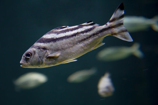 Рыба Трёхполосый терапон Jarbua Terapon