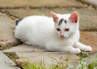 White kitten lying on a pavement