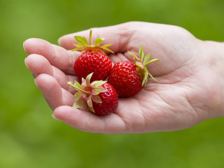 Closeup shot of a woman hand with fresh strawberries.