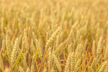 Weizenähren im abendlicher Sonne