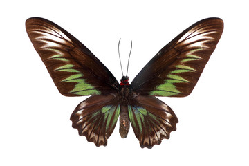 brown butterfly isolated on white background