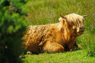 Brown hairy Highland cow in Scotland