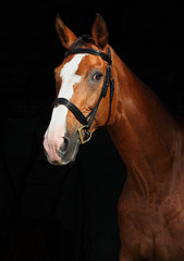 Bay Trakehner Horse with classic bridle 