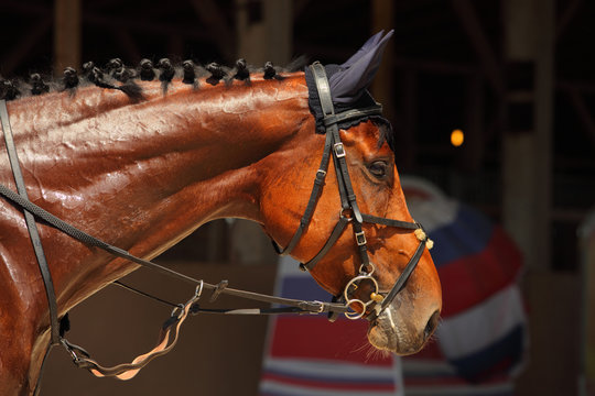 Bay Trakehner Horse with classic bridle 