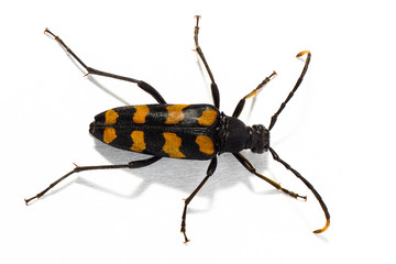 Longhorn beetle Leptura quadrifasciata on the white background