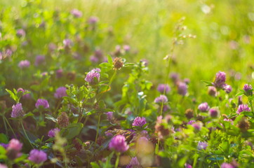 Obraz premium Meadow of beautiful clover flowers for luck, selective focus and shallow depth of field