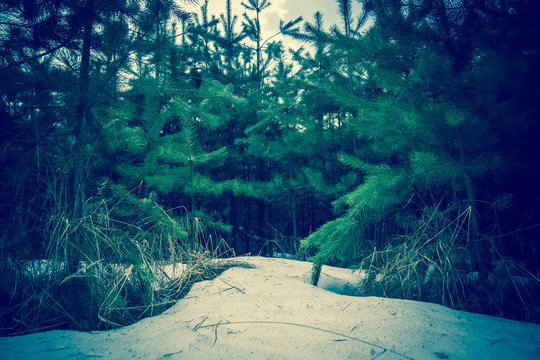 Fototapeta Little Spruce Trees Retro