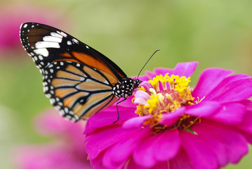 Fototapeta premium Butterfly.