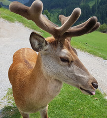 Rothirsch, Cervus elaphus, Rotwild, Hirsch