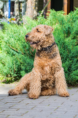 Airedale Terrier is a strong and muscular dog of medium size, with brown wool on the nature.