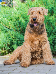 Airedale Terrier is a strong and muscular dog of medium size, with brown wool on the nature.