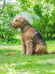 Airedale Terrier is a strong and muscular dog of medium size, with brown wool on the nature.