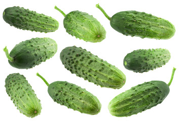 Blueberry fruit leaf closeup