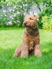 Airedale Terrier is a strong and muscular dog of medium size, with brown wool on the nature.