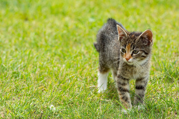 Lovely grey kitten standing on the grass