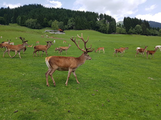Rothirsch, Cervus elaphus, Rotwild, Hirsch