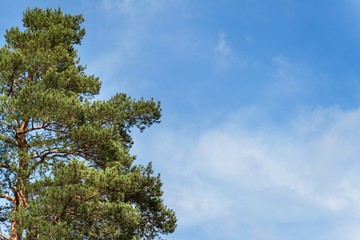 Fototapeta premium Pine tree and cloudless blue sky. Summer clear sky. Branches of pine.