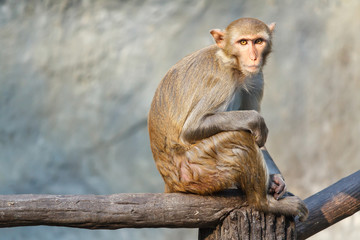 Mother monkey sitting on a tree branch.