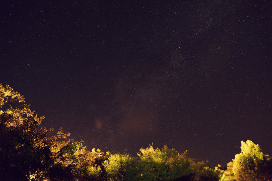 Milky way stars and tree silhouettes photographed with wide-angle lens.