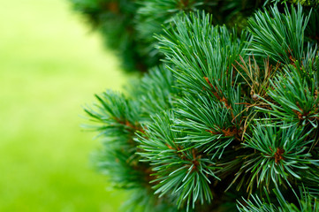 Fototapeta na wymiar Christmas tree background close up horizontal