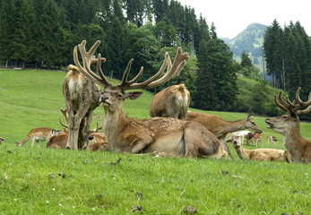 Obraz premium Rothirsch, Cervus elaphus, Rotwild, Hirsch