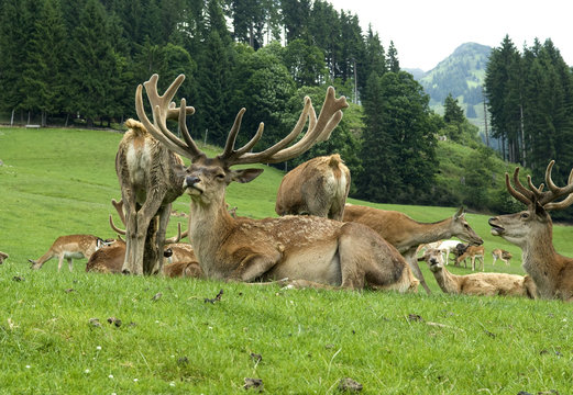 Rothirsch, Cervus elaphus, Rotwild, Hirsch