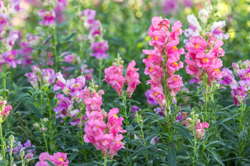 Beautiful flower and green leaf background in garden at sunny summer or spring day for postcard, beauty decoration and agriculture idea concept design.