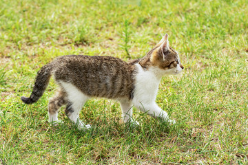 Naklejka na ściany i meble Grey and white kitten walking on the grass