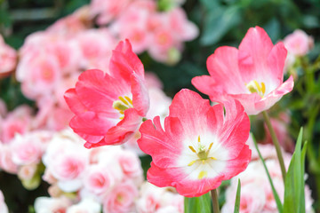 Beautiful tulip flower and green leaf background in the garden at winter or spring day for postcard, beauty decoration and agriculture idea concept design.