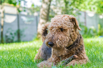 Airedale Terrier is a strong and muscular dog of medium size, with brown wool on the nature.