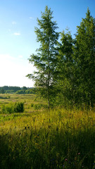 Beautiful rustic rural landscape of the birch trees and the grass, fields, and forest in the background. Vertical view