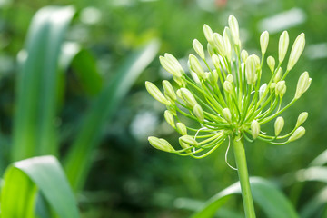 Beautiful flower and green leaf background in garden at sunny summer or spring day for postcard, beauty decoration and agriculture idea concept design.