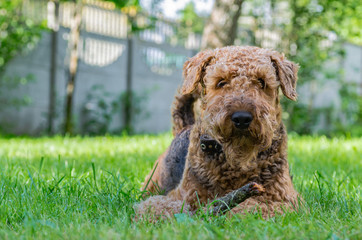 Airedale Terrier is a strong and muscular dog of medium size, with brown wool on the nature.