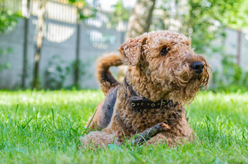 Airedale Terrier is a strong and muscular dog of medium size, with brown wool on the nature.