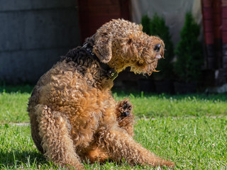 Airedale Terrier is a strong and muscular dog of medium size, with brown wool on the nature.