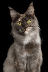 Close-up Portrait of Tortoise Maine Coon Cat Stare Isolated on Black Background, Front view